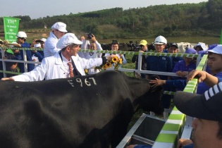 Tập đoàn TH công bố công nghệ phôi giống bò sữa cao sản tốt nhất thế giới