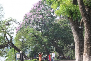 Hà Nội vào hè, bâng khuâng sắc tím bằng lăng 