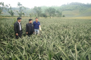 Thanh Hóa: Chấp thuận chủ trương dự án trồng cây ăn quả công nghệ cao gần 21 tỷ đồng