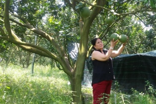 Nữ tỷ phú bưởi da xanh trên vùng đất cao su