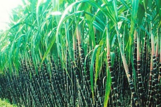 SBT vượt chỉ tiêu lợi nhuận năm nhờ sức mạnh M&A