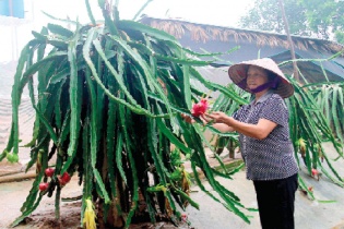 Thanh Ba (Phú Thọ) dồn điền đổi thửa xây dựng nông thôn mới
