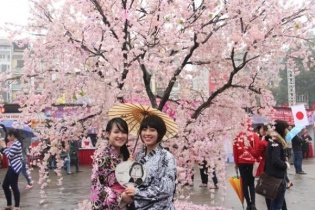 Lễ hội hoa anh đào Nhật Bản – Hà Nội 2019 có gì đặc biệt?