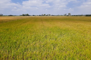 Đồng Tháp kiến nghị Thủ tướng Chính phủ tháo gỡ khó khăn cho doanh nghiệp kinh doanh xuất khẩu gạo