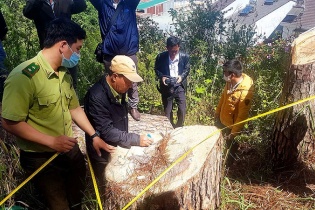 886 cây thông 3 lá do doanh nghiệp quản lý bị “đầu độc” bằng thuốc trừ cỏ