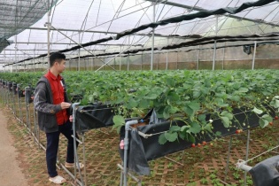 Lâm Đồng giới thiệu sản phẩm nông nghiệp tiêu biểu đạt OCOP tại Hội thảo quốc tế