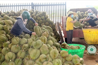 Lâm Đồng khuyến cáo người dân không tự phát mở rộng diện tích trồng sầu riêng