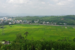 Quảng Ngãi: Xuất hiện tình trạng cây keo chết hàng loạt