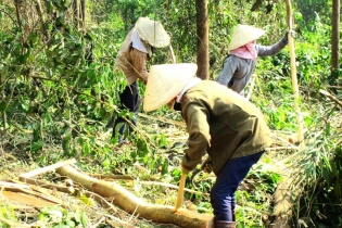 Bình Định “thiếu tiền” để quản lý đất đai các nông, lâm trường quốc doanh
