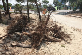 Vụ bứng gốc cây dương liễu ở phố ăn vặt Nam Ô: Các bên liên quan nói gì?