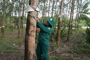 Kon Tum xử lý việc lãng phí đất đai khi tái canh cây cao su