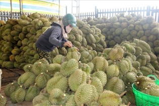 Thương lái làm rối loạn giá sầu riêng ở Lâm Đồng