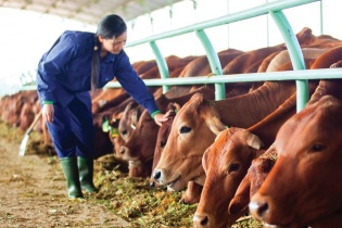 Kon Tum thu hút đầu tư có chọn lọc các dự án chăn nuôi