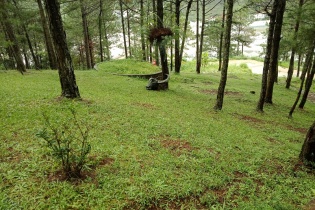 Bộ Công an yêu cầu Lâm Đồng cung cấp tài liệu các dự án cây xanh