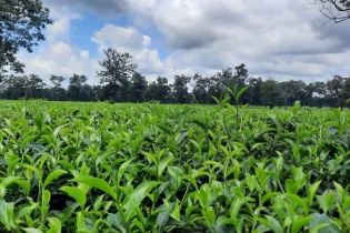 Lâm Đồng: Nguyên Phó chủ tịch huyện Bảo Lâm bị bắt