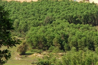 Quảng Ngãi đề xuất nhiều chính sách hỗ trợ đầu tư trong lĩnh vực lâm nghiệp