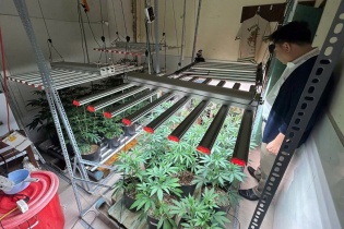 Bắt vụ trồng, tàng trữ, mua bán cần sa lớn nhất từ trước đến nay ở Đà Nẵng