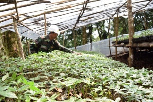 Đề xuất chấp thuận Dự án Trồng sâm Ngọc Linh và dược liệu tập trung quy mô lớn