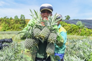 Ninh Bình xây dựng hệ sinh thái nông nghiệp hữu cơ đa giá trị