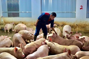 Giá heo hơi khởi sắc, người chăn nuôi rục rịch tái đàn