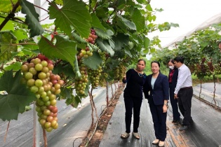 Hà Nội: Nhân rộng các mô hình khuyến nông hiệu quả