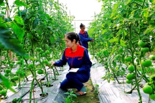Hà Nội đẩy mạnh phát triển nông nghiệp ứng dụng công nghệ cao