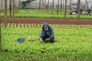 Thu hút doanh nghiệp đầu tư vào phát triển nông nghiệp