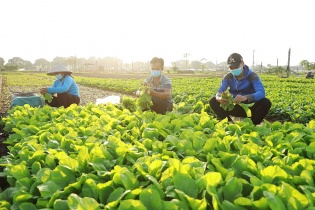 Phát huy hiệu quả từ các mô hình nông nghiệp chuyên canh