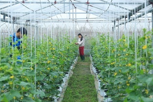 Huyện Mê Linh đẩy mạnh sản xuất vùng nông nghiệp chuyên canh