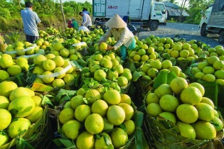 Tri thức hóa nông dân hướng tới nền nông nghiệp bền vững