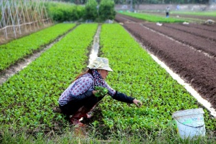 Sẵn sàng nguồn cung rau xanh dịp Tết Nguyên đán