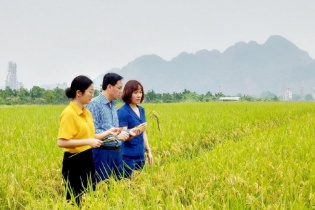Hà Nội tăng cường quản lý mã số vùng trồng, mở rộng thị trường xuất khẩu nông sản