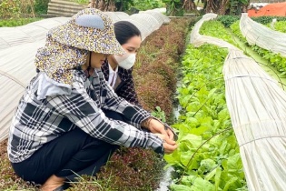Hà Nội mở rộng diện tích sản xuất nông nghiệp theo tiêu chuẩn VietGAP