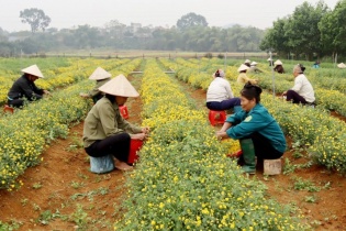 Hà Nội khuyến khích nông dân mở rộng vùng trồng cây dược liệu