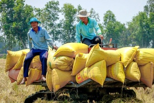 Việt Nam sẽ xuất khẩu 8 triệu tấn gạo trong năm 2024