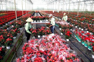 Tái cơ cấu quy trình sản xuất nông nghiệp tại Hà Nội