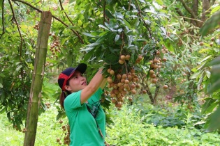 Hưng Yên áp dụng công nghệ hiện đại tại các hợp tác xã cây ăn quả 