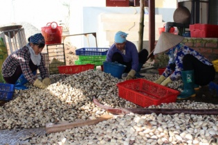Hiệu quả kinh tế từ các hợp tác xã, tổ hợp tác nuôi trồng thủy sản