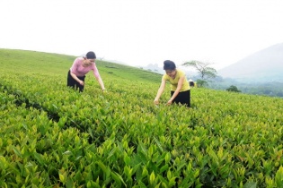 Hợp tác xã vùng cao chuyển đổi số, thích ứng với thị trường