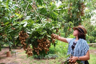 Nông nghiệp đô thị: Giải pháp cân bằng cho cuộc sống