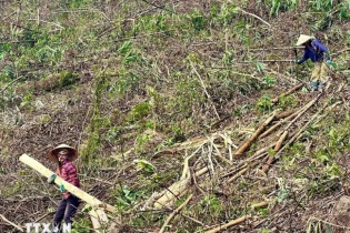 Khẩn trương khắc phục hậu quả rừng trồng bị thiệt hại do bão số 3