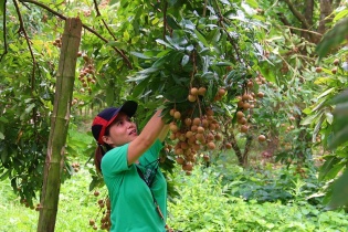 Nông thôn mới tiếp tục là động lực phát triển kinh tế - xã hội