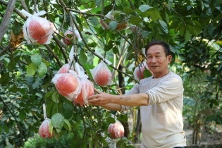 Trồng bưởi đem lại hiệu quả kinh tế cao cho nông dân Hà Nội