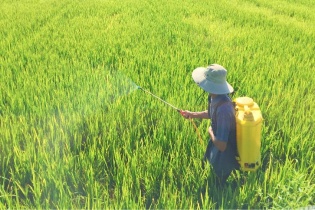Chuyên gia khuyến cáo chỉ nên sử dụng thuốc bảo vệ thực vật khi thực sự cần thiết