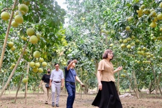 Tái cơ cấu vùng trồng bưởi tại Hà Nội