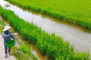 Hà Nội "bật đèn xanh" cho 36 loại cây trồng trên đất trồng lúa