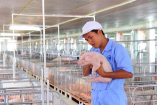 Bộ Nông nghiệp và Môi trường khuyến cáo tái đàn lợn theo hướng an toàn sinh học