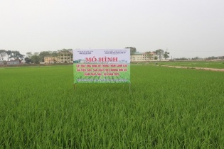 Mô hình trồng lúa giảm phát thải giúp nông dân tăng 20% năng suất 