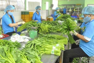 Chuẩn hóa chất lượng để giữ đà tăng trưởng ngành sản xuất rau xanh