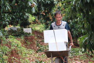 "Đòn bẩy" giúp vải thiều Tân Yên chinh phục thị trường khó tính